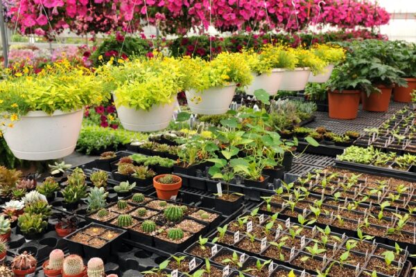 the benefits of plant nurseries webfreen.com