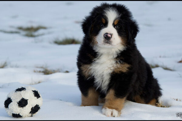 puppy:rk5nf8zb4k4= bernese mountain dog