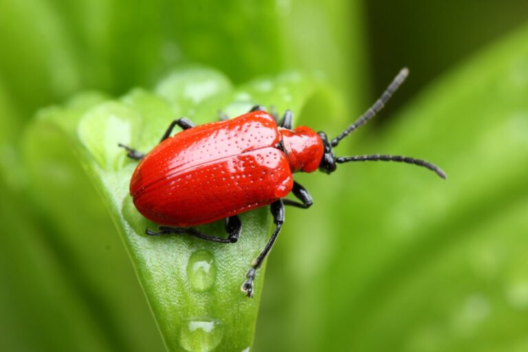 Pests in UK Gardens: How to Keep Your Plants Safe from Common Threats