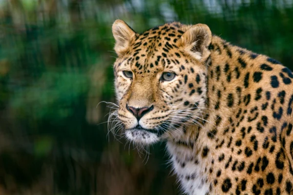 Adopt a leopard How small acts can save the lives of Big cats from extinction